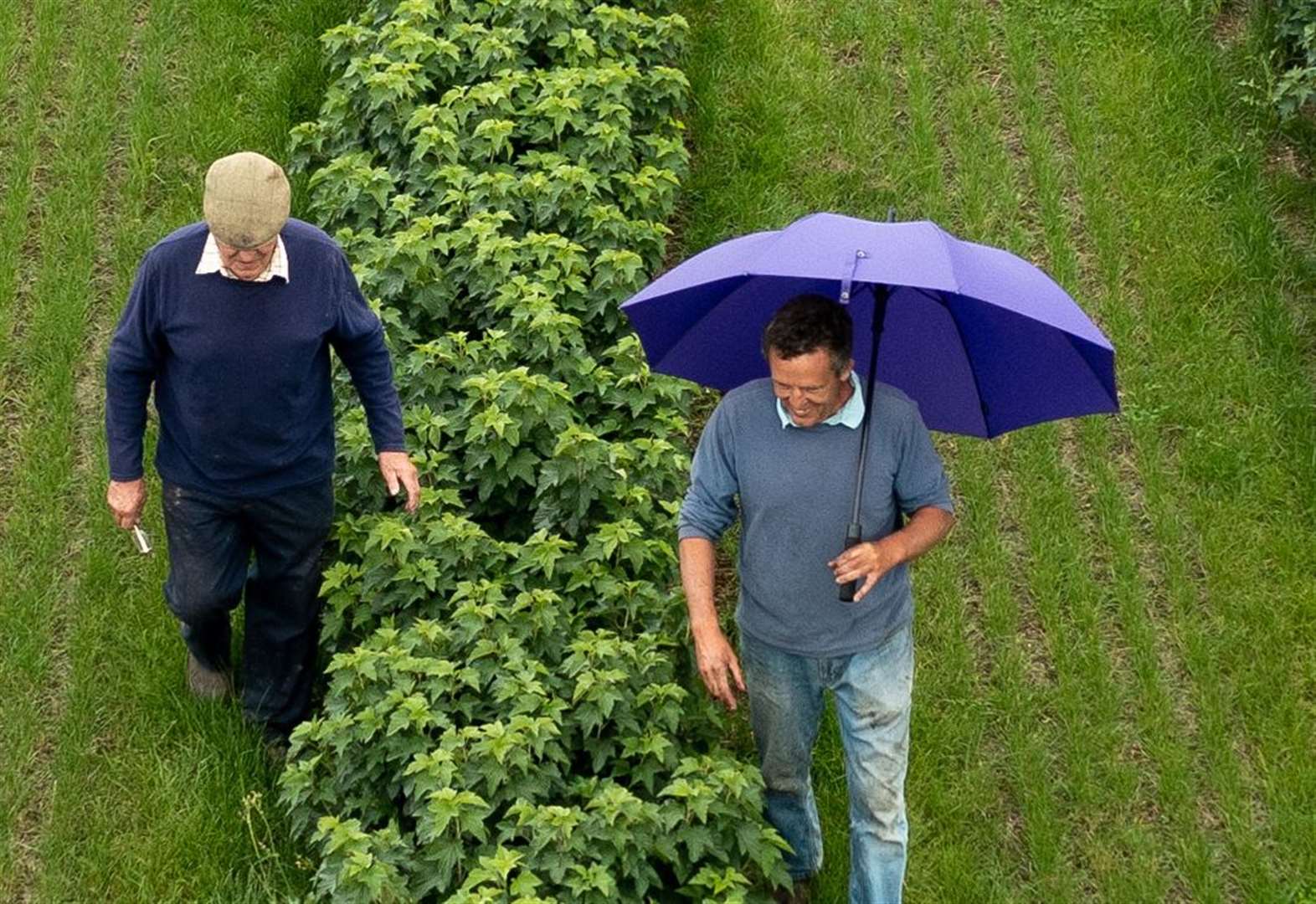 'Our Ribena berry yield will be as big as ever'