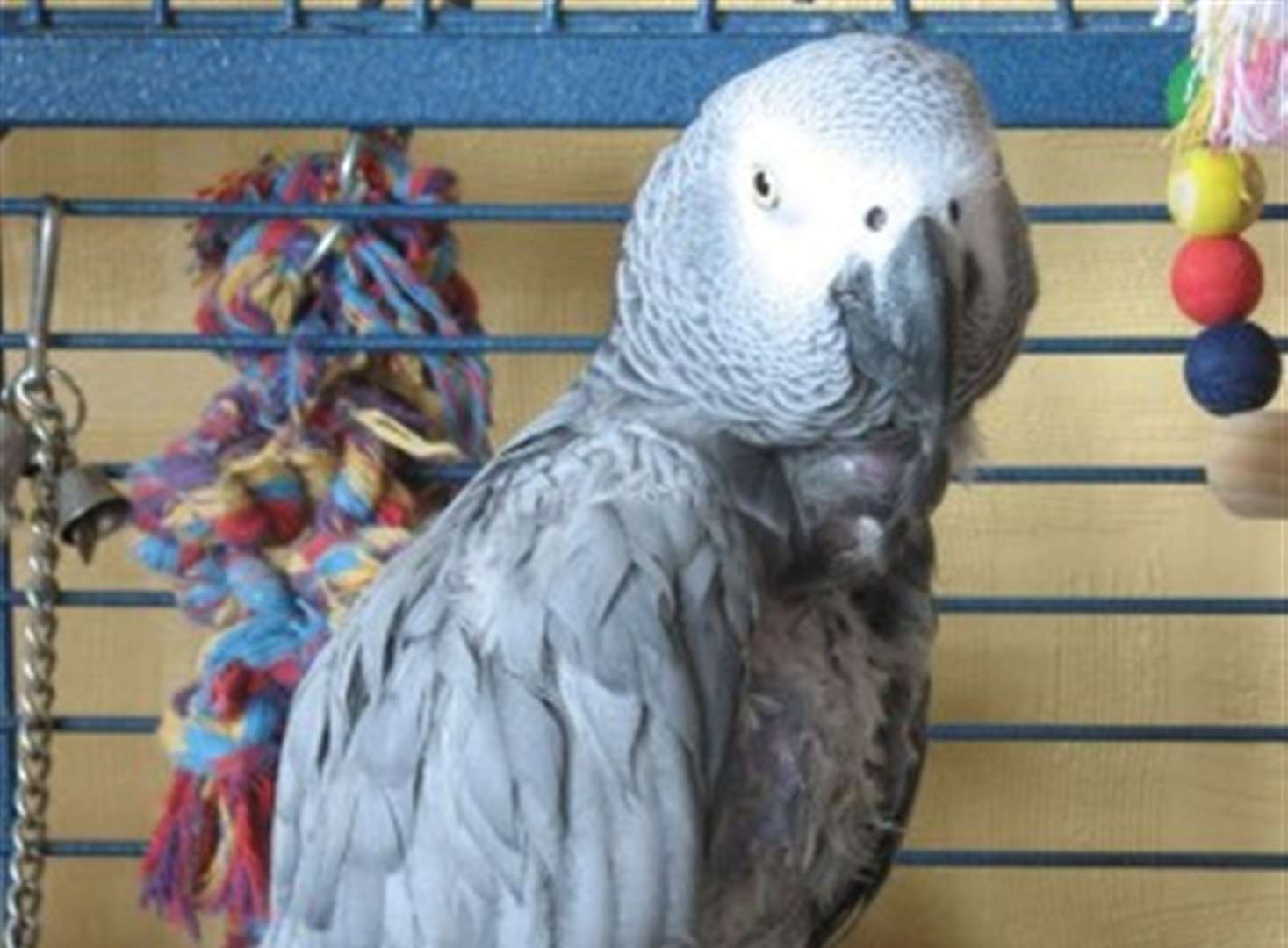 Revealed: wolf whistling culprit is Charlie the parrot!