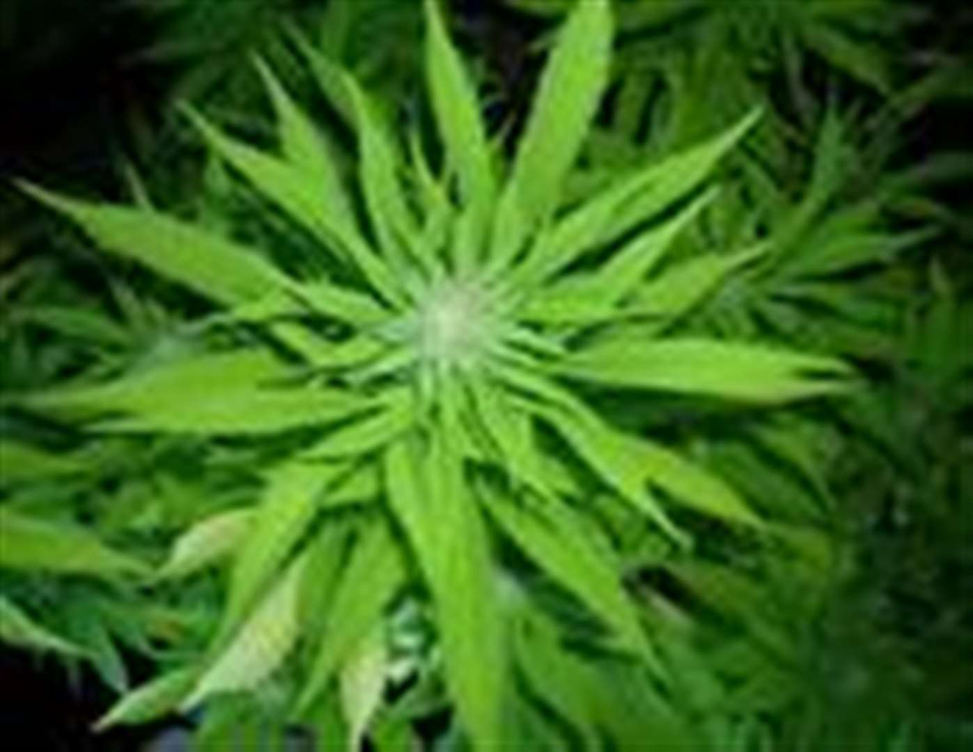 Cannabis plants found in Dover