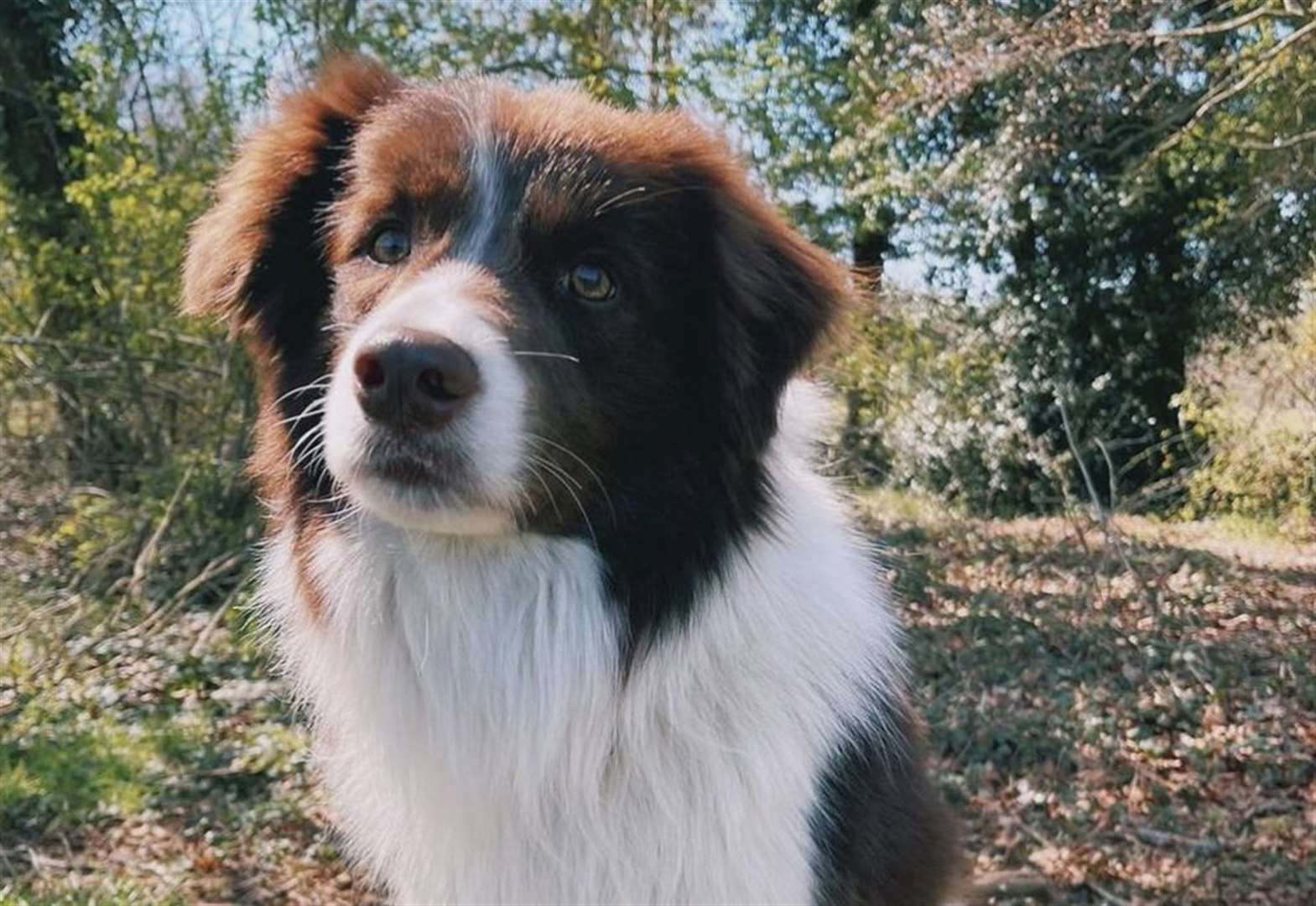 Echo the dog stars in Netflix's Heartstopper