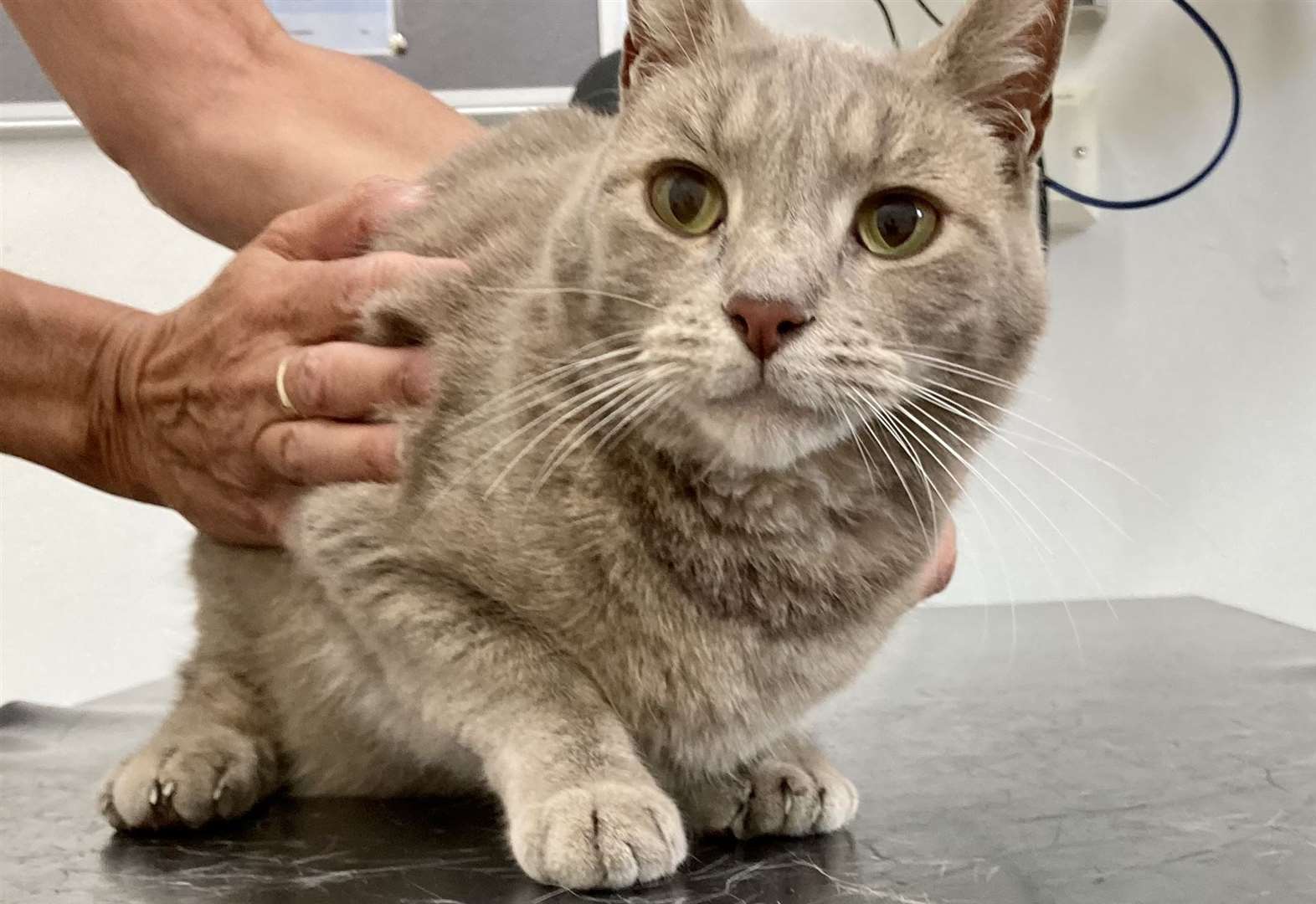 Yoda the cat feels force of 1.5inch thorn through his paw