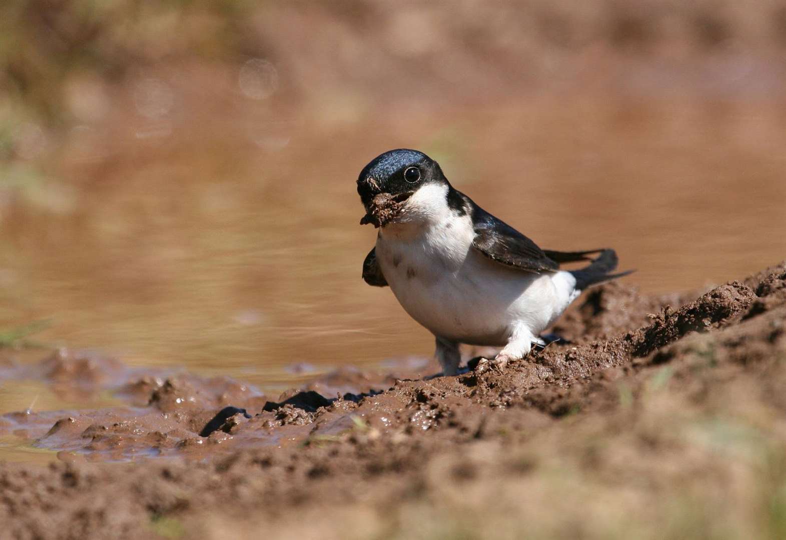 Put out a mud pie to save the birds as temperatures rise