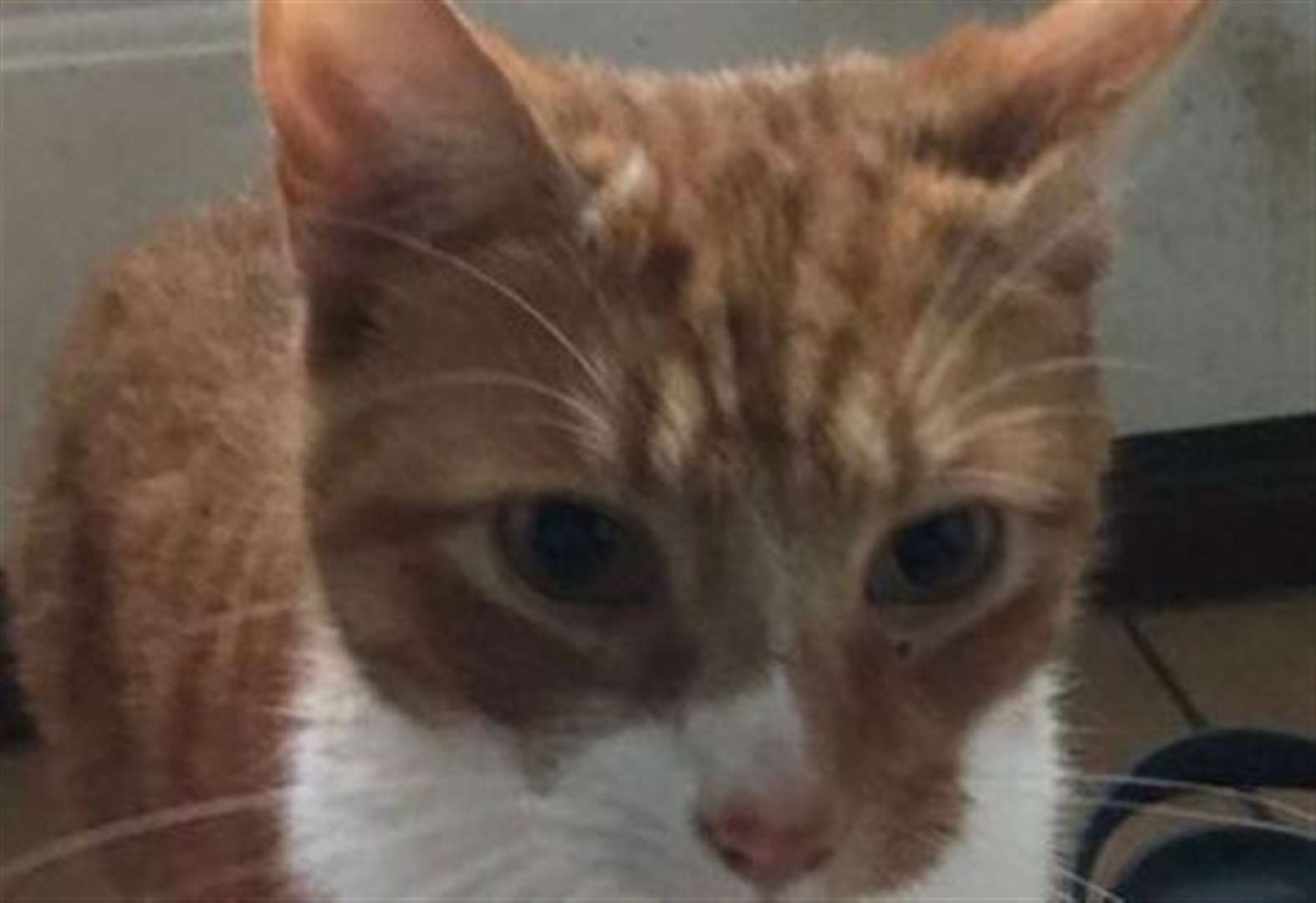 Dad set up petition after son's cat dies