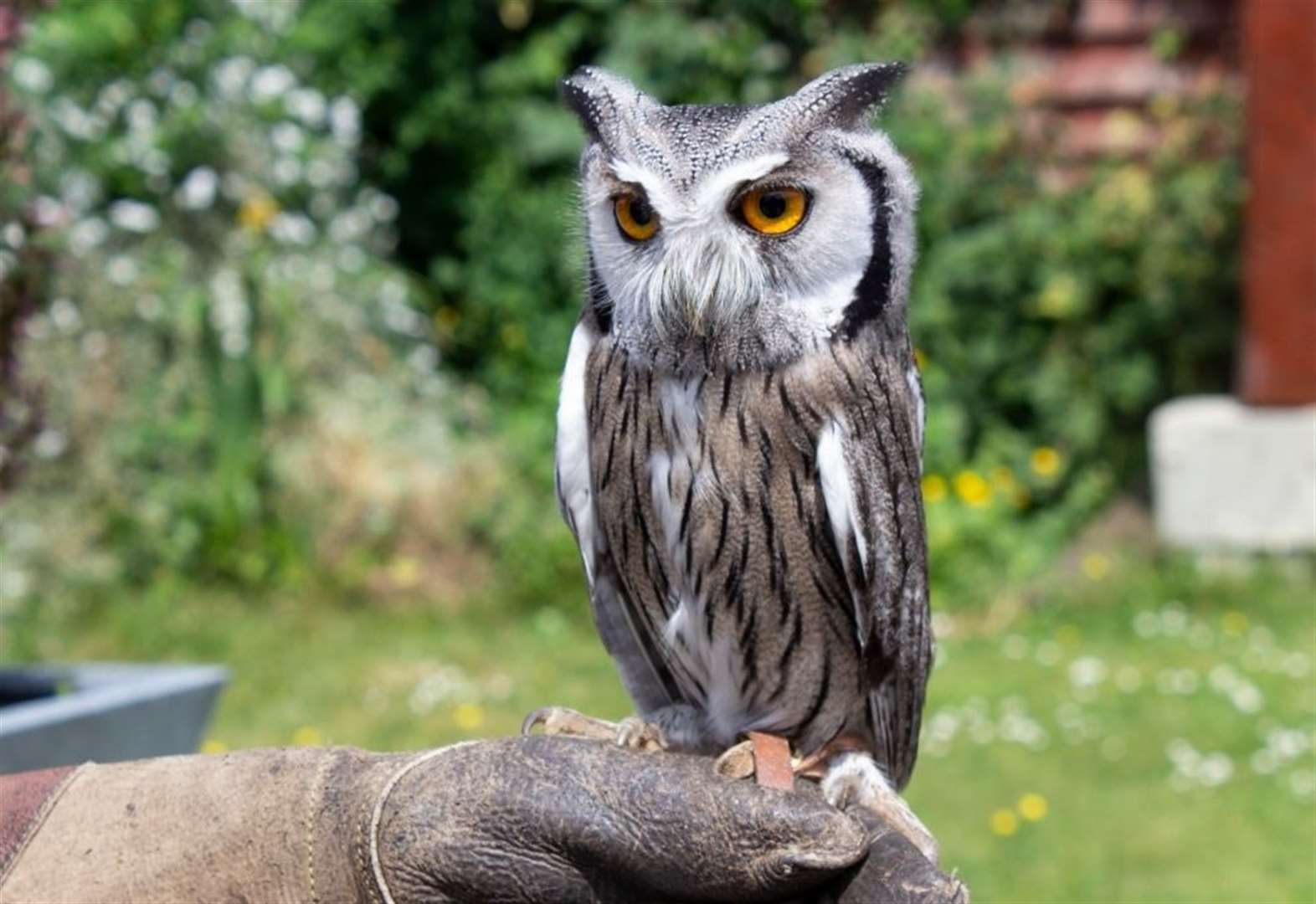 Birds of prey display team accused of operating illegally 