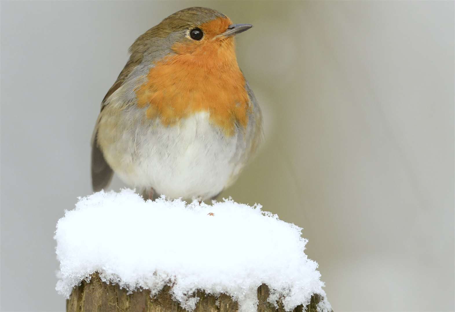 RSPB give tips on feeding birds in winter