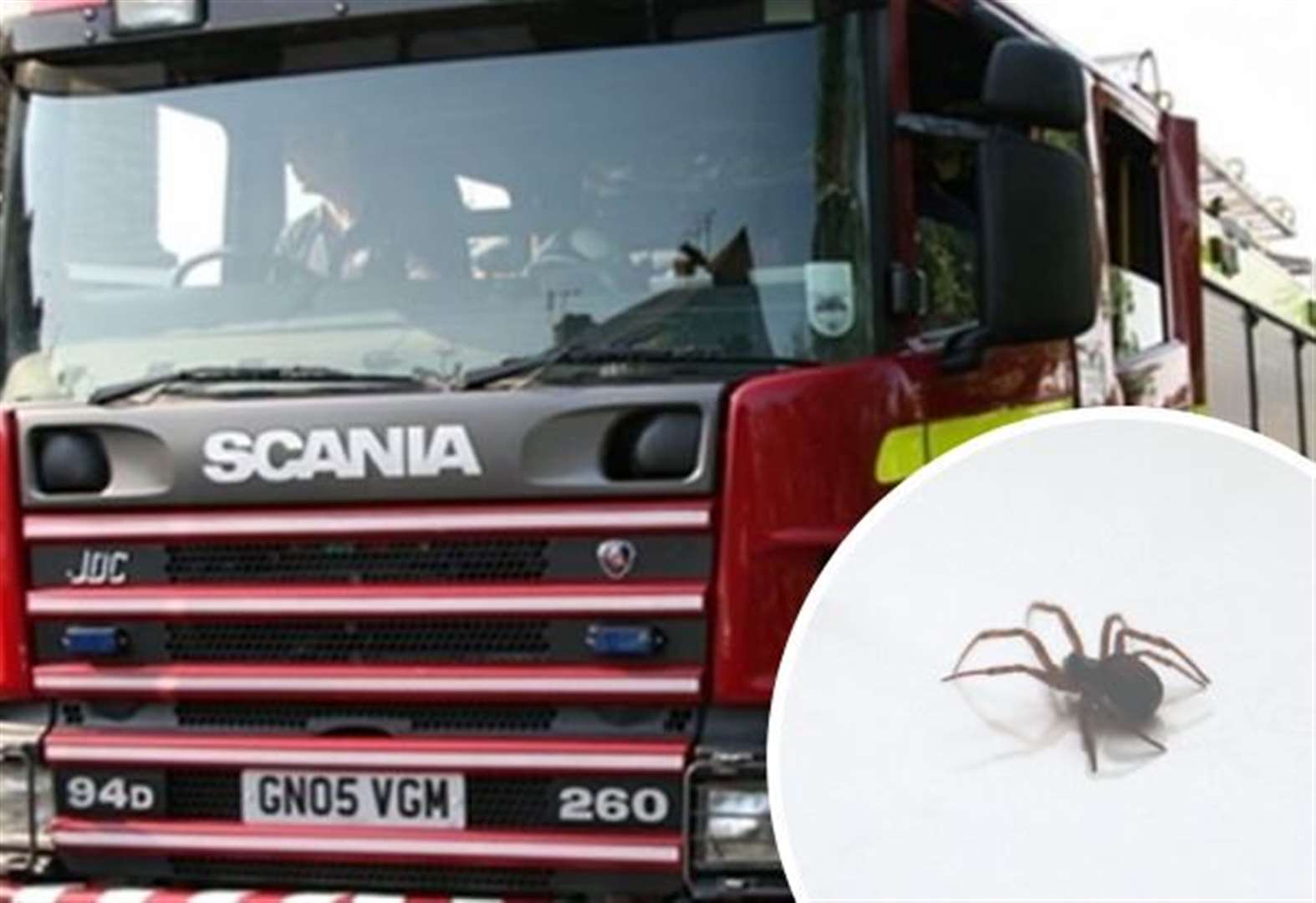 Pet spiders rescued from house fire