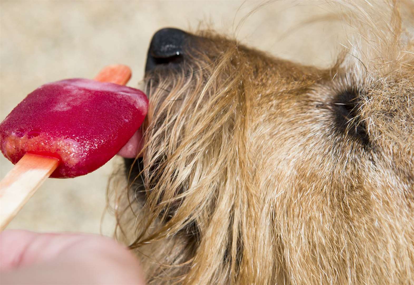 5 ice lollies for dogs you can make at home 