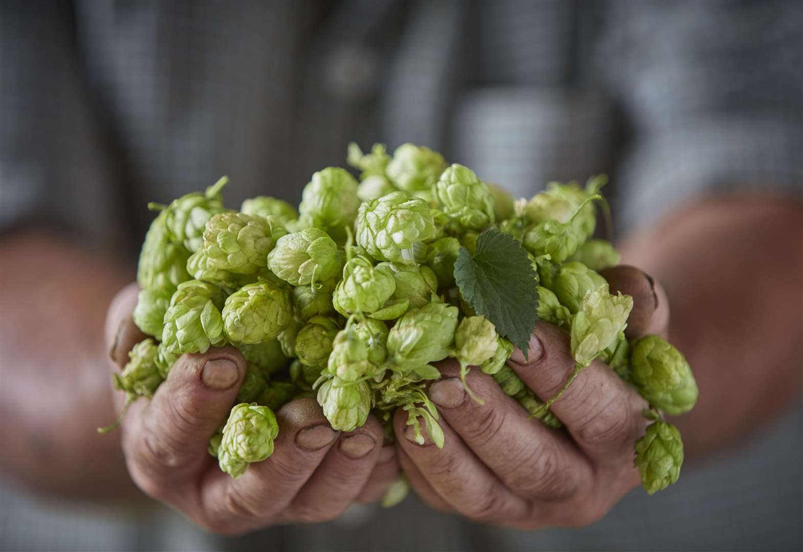 Celebrating the county's hop crop