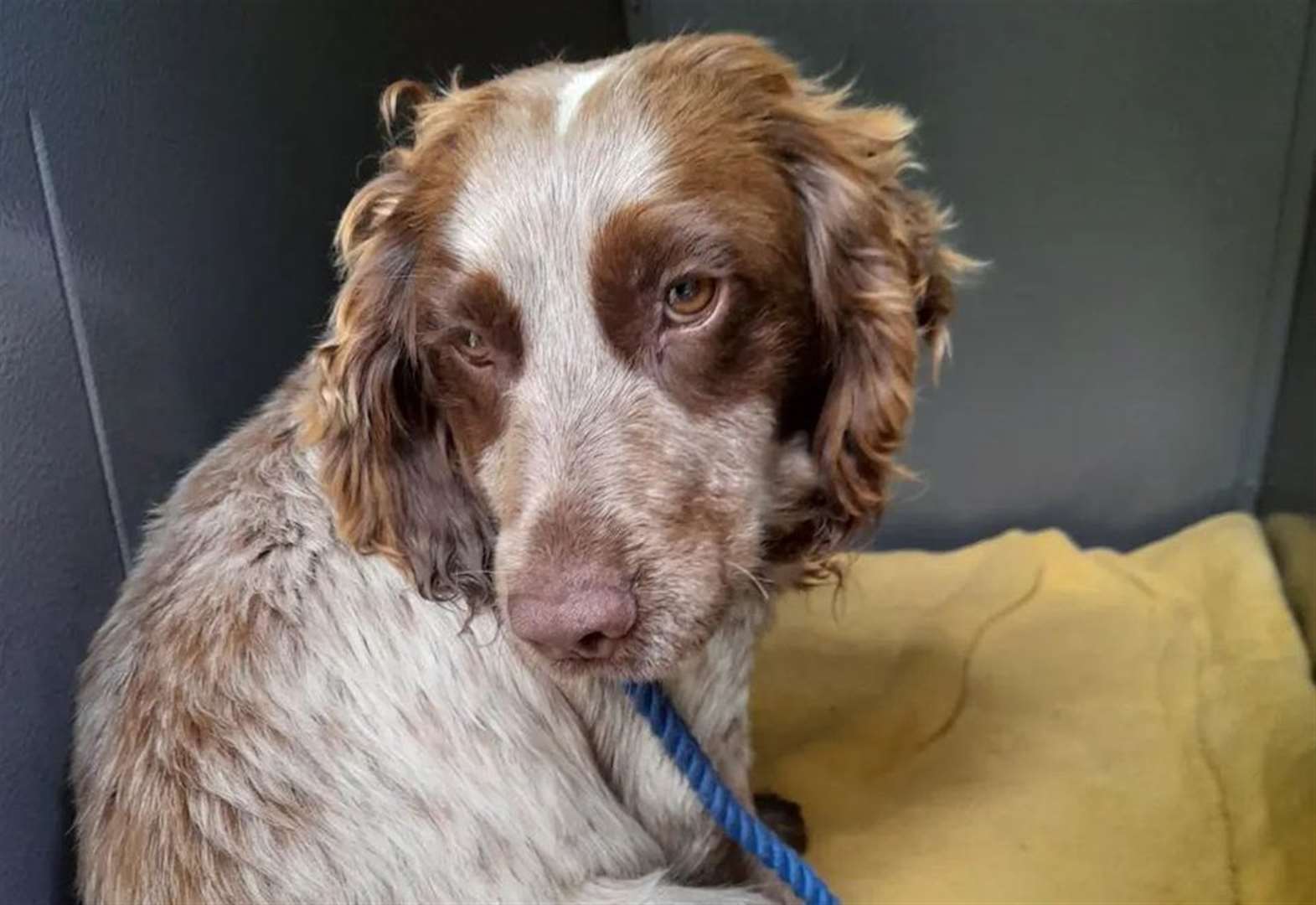 Injured dog 'thrown from car' walks again