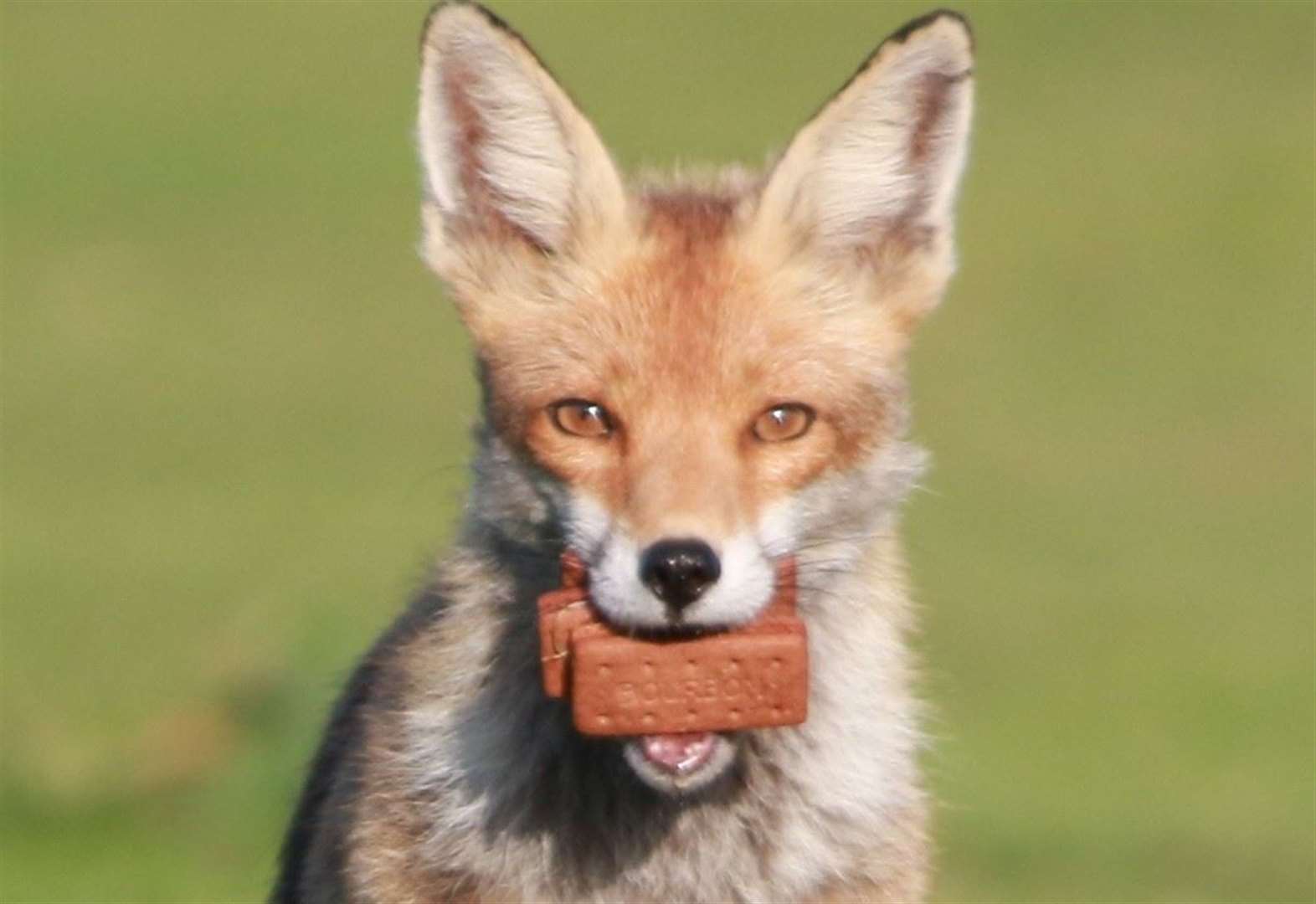 Fox's biscuits! Crafty critter snapped with mouth full of bourbons