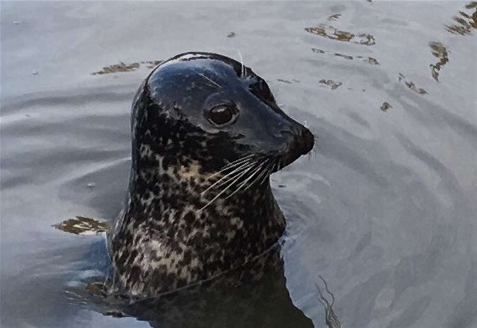 Seal spotted in river