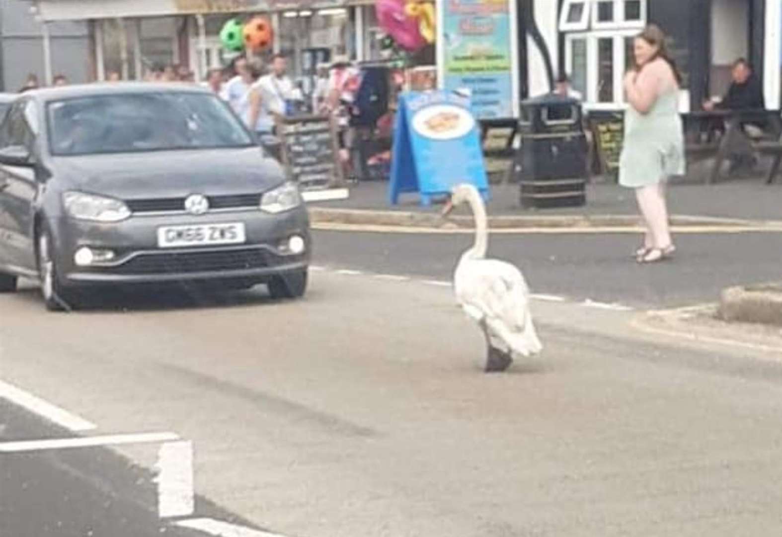 The stubborn swan that won't stop blocking traffic