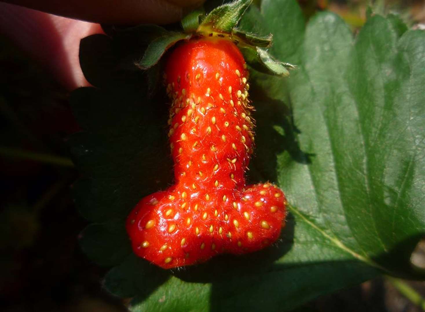Mum's strawberry is too fruity
