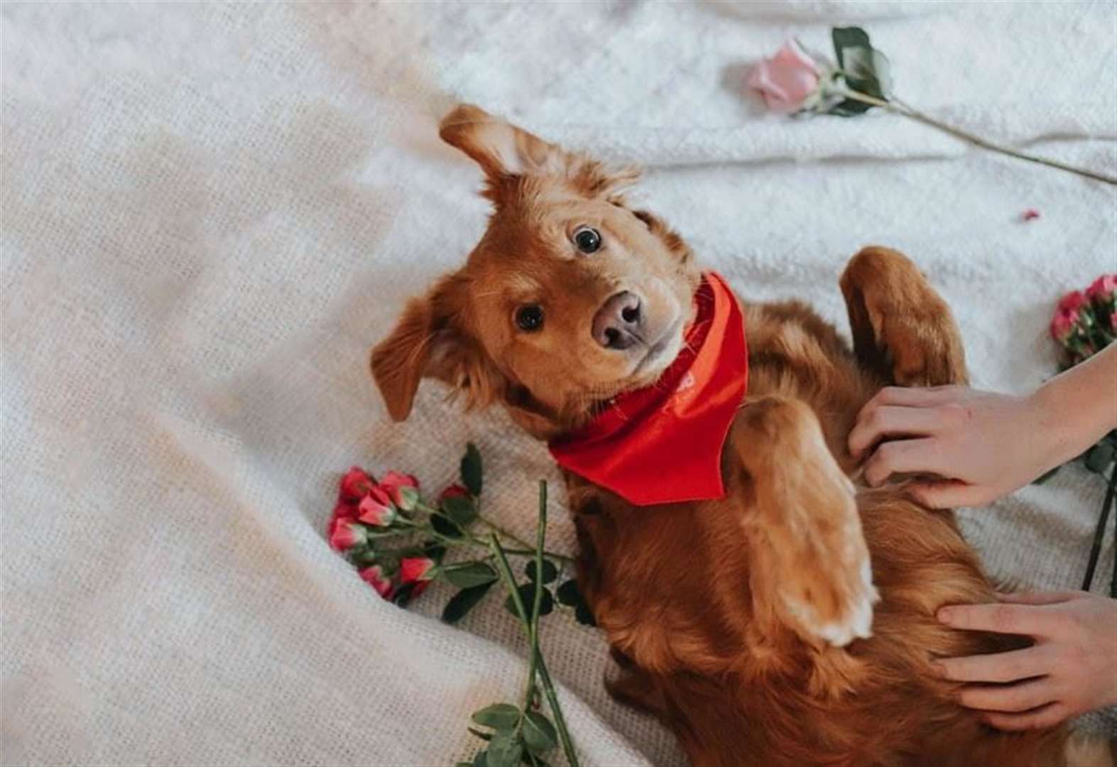 How to have a safe Valentine's Day with your pet