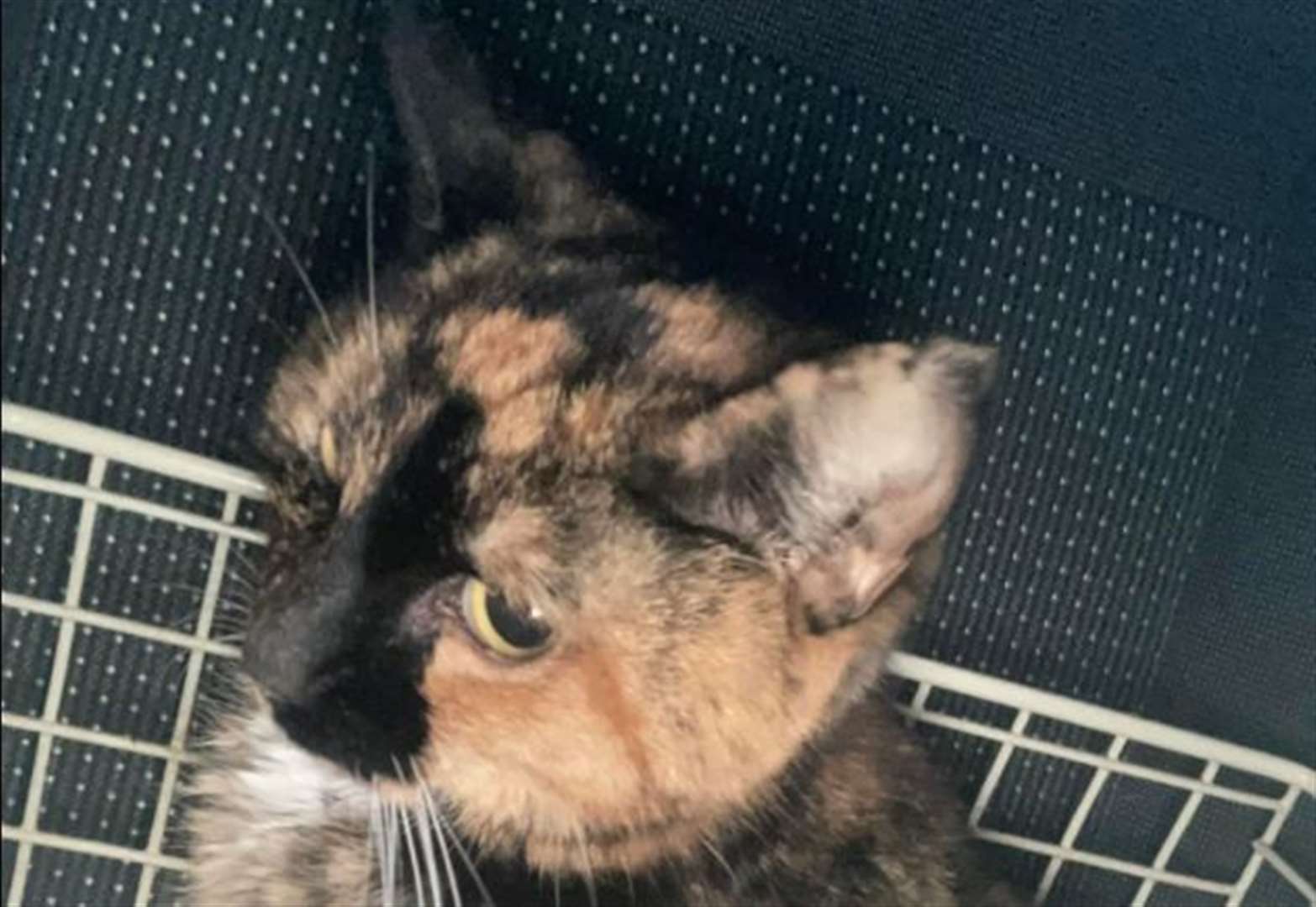 Owner's plea after cat's meat packaging death