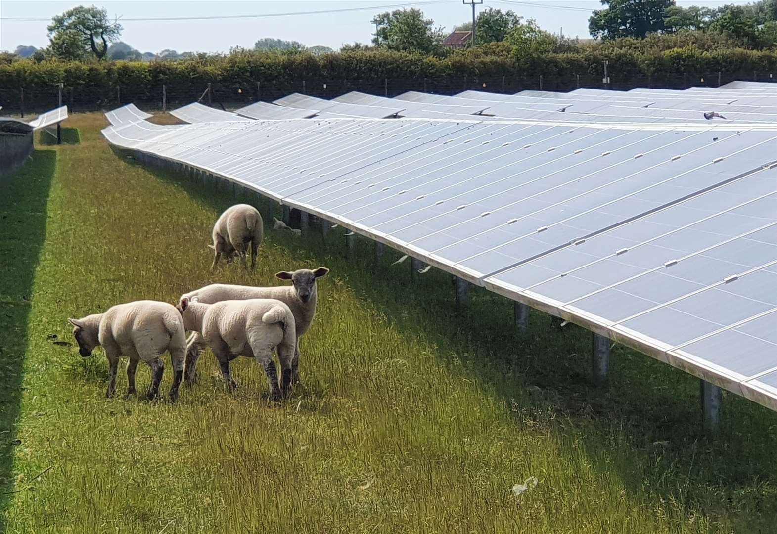 Plans emerge for huge new solar farm