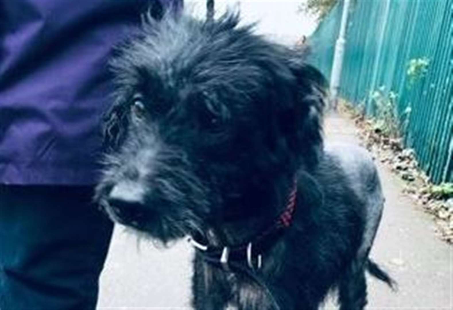 Abandoned dog ready for forever home 