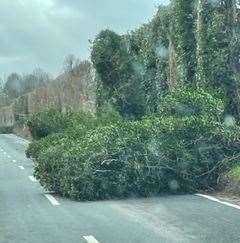 Halfpence Lane in Cobham saw five trees fall into the road. Picture: Naomi Fisher (54983524)