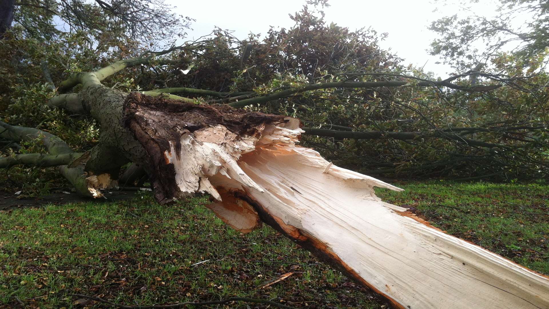 A fallen tree in Kitchener Road in Chattenden, Medway