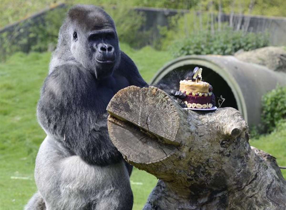 Port Lympne Animal Park western lowland gorilla Ambam from Hythe who became  famous for video of him walking like a man celebrates birthday
