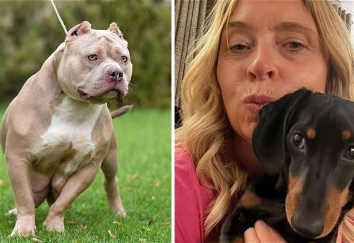 The families defending XL bully dogs: 'They're big friendly giants