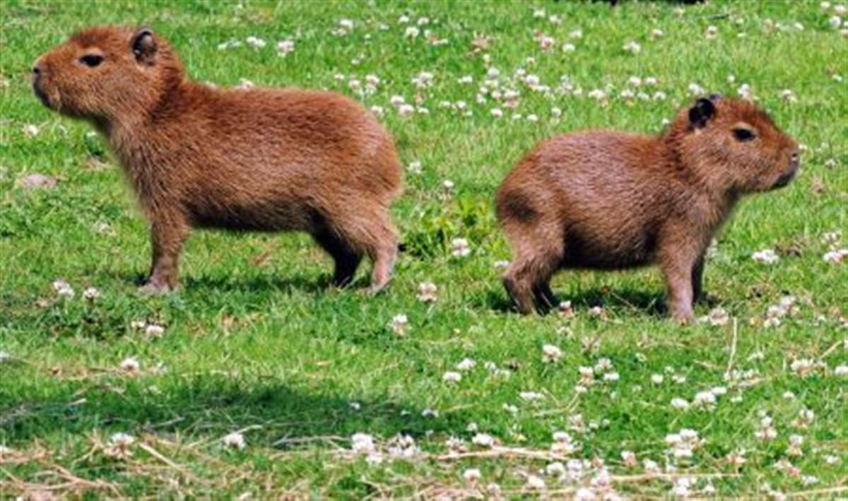 Capybara pups born at zoo