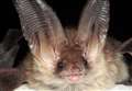 Bats scupper Green Belt homes plan