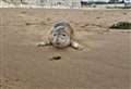 Seal pup with ‘severe breathing issues’ rescued from beach