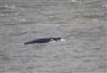 Humpback whale spotted in the Thames