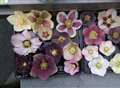 The hardy hellebores