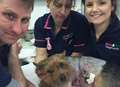 Vet sleeps on surgery's floor in battle to save dog