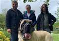 Shelter's 'biggest-ever dog' finally finds new home