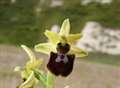 Rare orchid blooms at Hoe