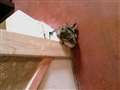 Stair cat