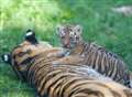 Tiger cubs on show