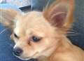 Joy as pet chihuahua is found safe 