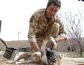 Meet Tigger - Kent troops' loyal pet on the frontlines