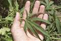 Cannabis grow found behind fake wall