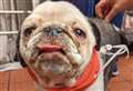 Pug left with serious burns on face and mouth