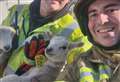 Lambs rescued after lorry catches fire