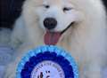 Dog show will help rescue pooches