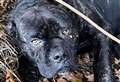 Dog found 'left for dead' put down 