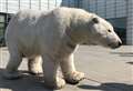 Polar bear 'walks' around seaside