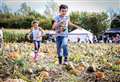 Pick of the best: pumpkin picking this weekend