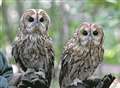 Owls stolen during burglary