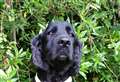 Sniffer dog traces €30,000 in van