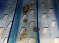 Disgust as mould found in Tesco fridges