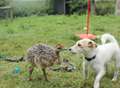 Video: Baby ostrich joins gang as dogs' new best friend