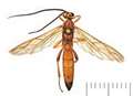 New species of wasp discovered in Kent