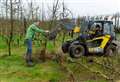 Fruit farmer tears down orchards after trade plummets